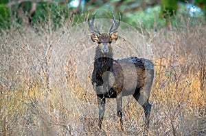 TheÂ Javan rusaÂ orÂ Sunda sambarÂ - Rusa timorensis